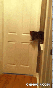 source: http://www.ohmagif.com/2012/12/29/cat-opens-the-door-to-leg-the-dogs-in/
